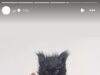 GOSSIP99 : Kanye West shares TOPLESS photo of wife Bianca Censori posing in a cat mask after she stepped out with no underwear in a very sheer gown