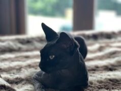 GOSSIP99 : Katie Price says two of her cats ‘have gone missing or been stolen’ – just days after her husband Lee Andrews claimed one had died