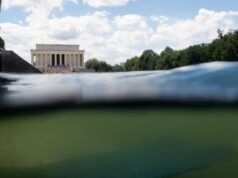 GOSSIP.CO.UK : Donald Trump blames bungled $14m swamp green reflecting pool refurb problems on ‘vandals’